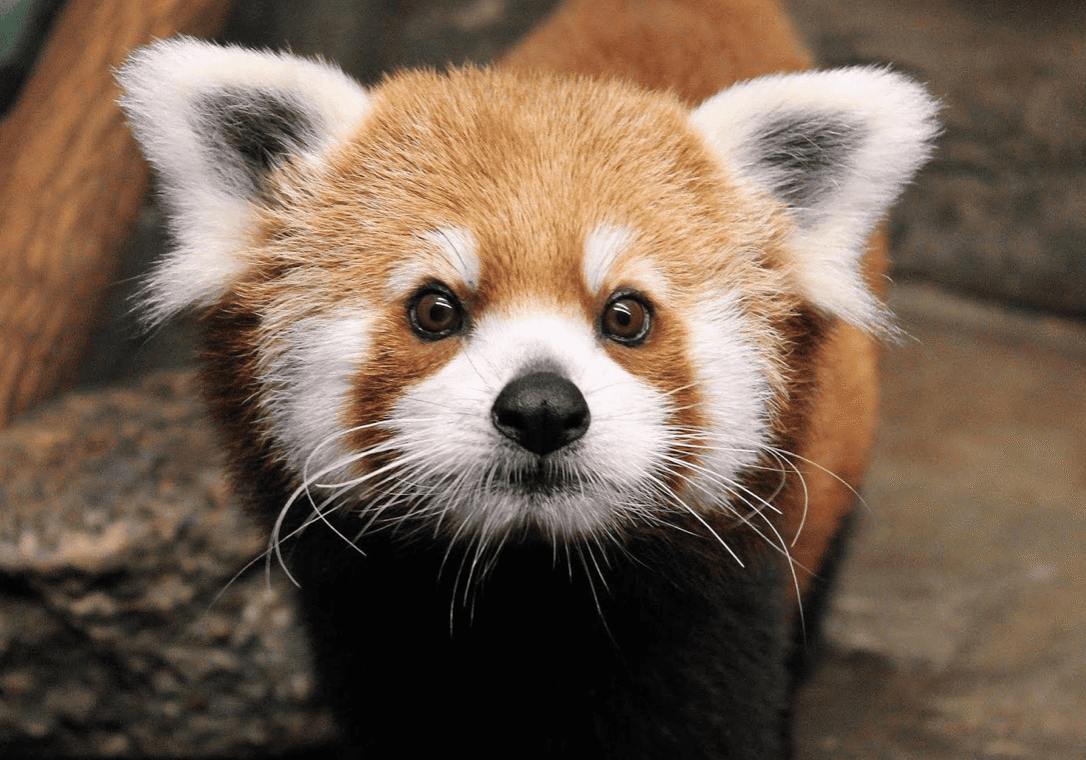 red panda